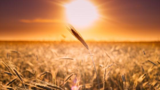 A previsão indica temperaturas acima da média em grande parte do país e chuvas concentradas no norte da Região Norte, leste das regiões Nordeste e Sul