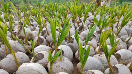 sementes de coco