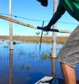 Vídeo mostra pescadores pescando com arco e flecha no Pantanal