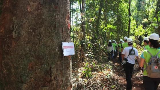 Mato Grosso promove evento sobre gestão florestal.