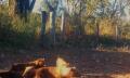 Matilha de cachorro-vinagre é flagrada pela primeira vez por câmeras na Transpantaneira