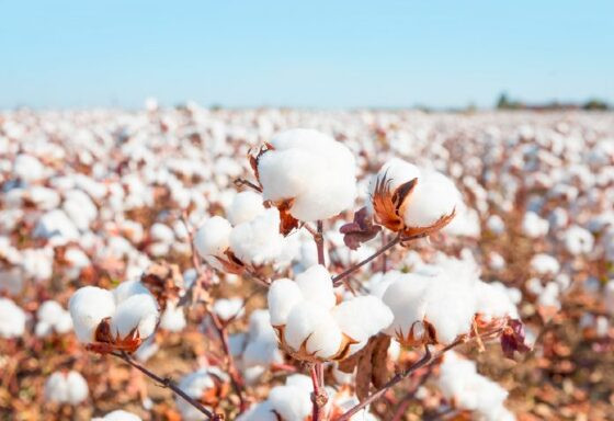 Mercado de algodão em MT apresenta crescimento e desafios na safra 2023/24