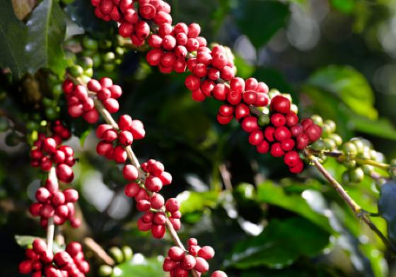 Governo Federal destina R$ 6,8 bilhões para estimular o desenvolvimento da cafeicultura brasileira