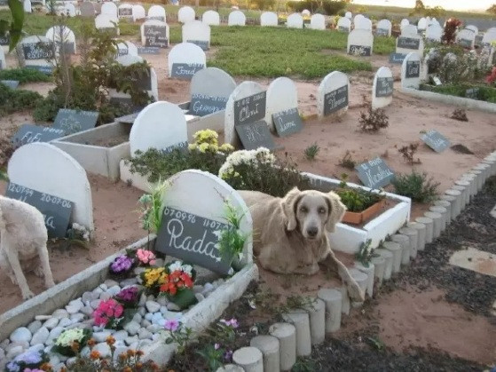 Presidente da Câmara promulga lei que institui cemitérios para animais em Cuiabá