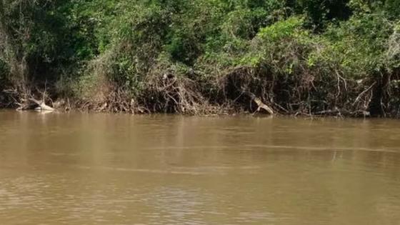 Cadáver é encontrado em cova rasa às margens de rio em MT.