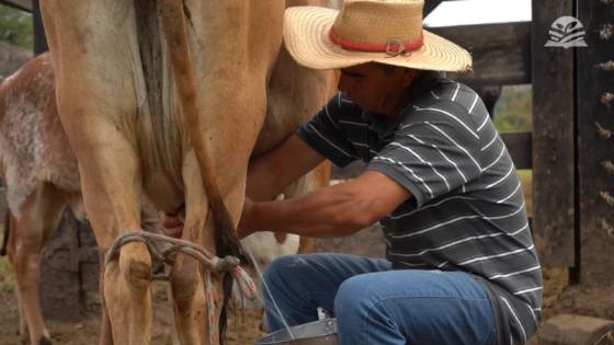 Produtor reduz rebanho e triplica captação de leite em Mato Grosso