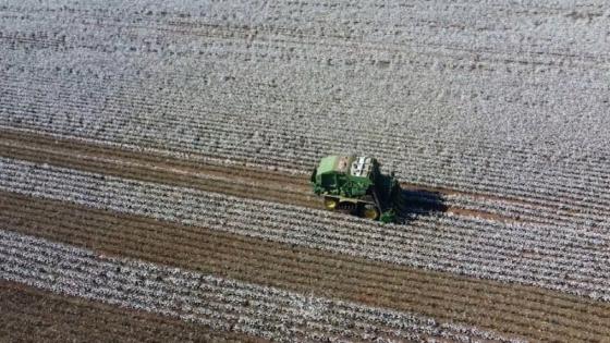 Mato Grosso registra queda nos preços de subprodutos do algodão, mas produção se mantém em alta