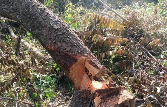 Funcionário morre durante derrubada de árvore em fazenda de MT