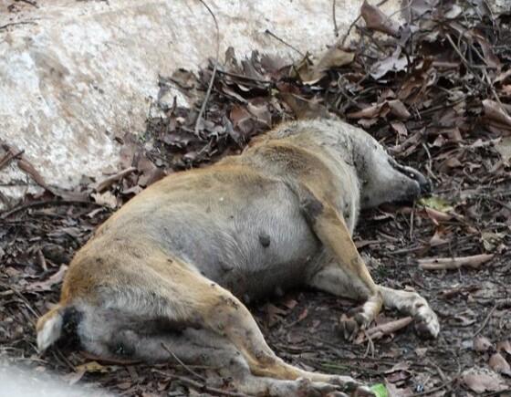 Cão morto Sargento Vidal