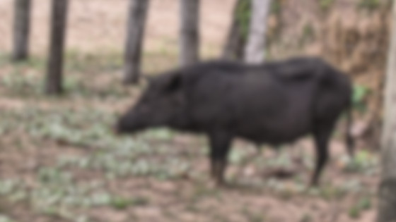 Jovem é baleado por garimpeiro ao ser confundido com porco-da-mata.