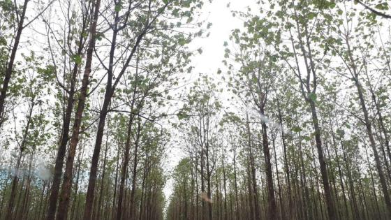 Produtores de MT com floresta plantada para fim comercial precisa se cadastrar no Indea