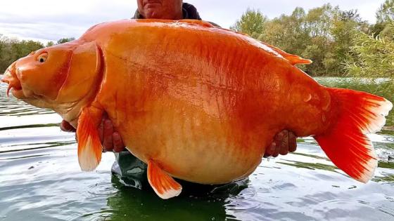 Morre, aos 20 anos, Cenoura, o maior peixe-dourado do mundo, na França