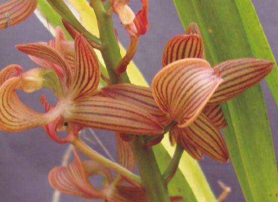 Nova espécie de orquídea encontrada em MT ganha nome de pesquisadora