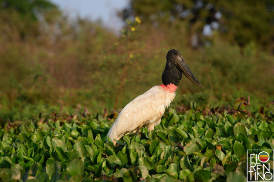 Publicação nas redes sociais causou comoção entre internautas, revelando a destruição no Pantanal