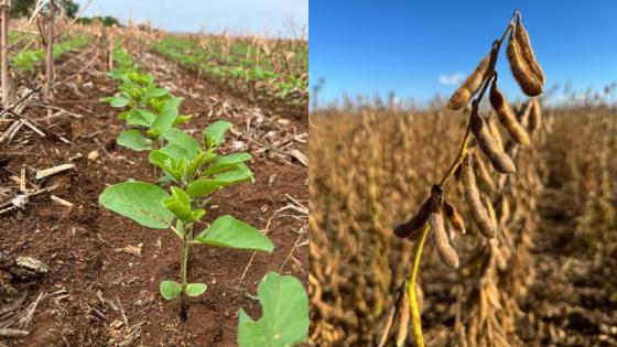 Produtores de Mato Grosso já podem dar início à plantação de soja