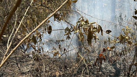 Comitê irá propor mecanismos de coordenação para detecção e controle dos incêndios florestais 
