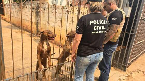 Cães da raça pitbull são encontrados infestados de carrapatos; tutora é presa