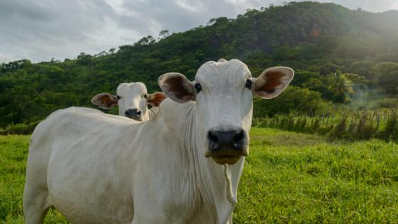 Queda no ágio entre boi e bezerro sinaliza reajuste no setor e preocupa pecuaristas de MT.