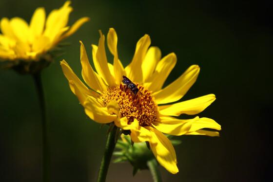 Na imagem, a Aldama grandiflora espécie nativa encontrada pelos pesquisadores em Rosário Oeste 