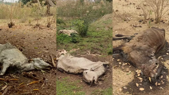 Idoso é investigado por deixar gado agonizar até a morte por falta de comida em MT.