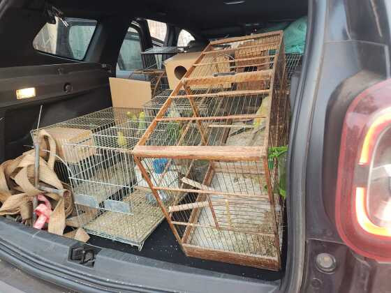 Animais são resgatados após denúncias de maus-tratos em casas de Cuiabá e VG