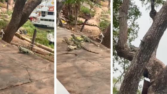 Iguanas encantam às margens do rio