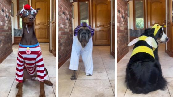 Looks de Halloween para pets