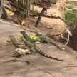 Iguanas encantam às margens do rio