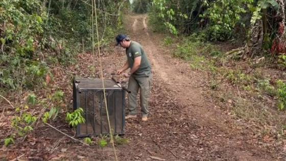 Onça-pintada que caiu em poço desativado é solta depois de passar por tratamento