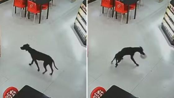 Cachorro entra em padaria, ‘furta’ bolo e sai de fininho