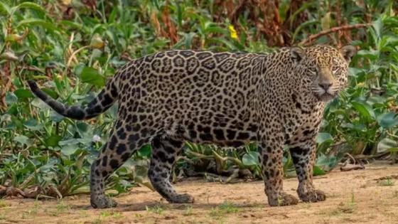 Onça-pintada é vista pela primeira vez no Pantanal e recebe nome de Gisele Bündchen