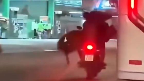 Cavalo é flagrado sendo transportado na garupa de moto por dois homens