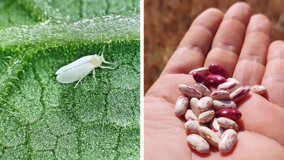 Aprofir leva debate sobre praga da mosca branca no feijão para o interior de MT