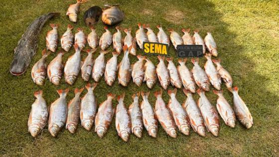 Sema; Peixe; Pescado 