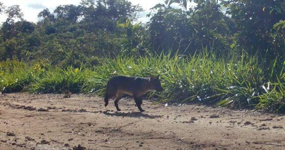 Mais de mil animais silvestres que viviam em cativeiro foram "devolvidos" em Mato Grosso, diz estudo