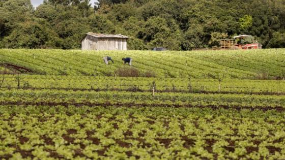 Nova lei regulamenta produção e comércio de bioinsumos no país