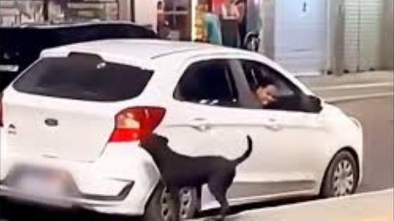 Polícia investiga mulheres flagradas abandonando cachorro em via pública