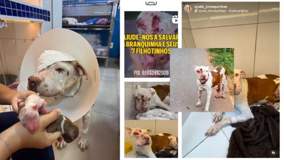 Pitbull resgatada em Várzea Grande luta pela vida e precisa de ajuda