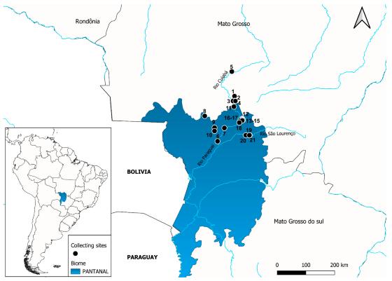 Estudo detecta presença de alphacoronavírus em morcegos do Pantanal 