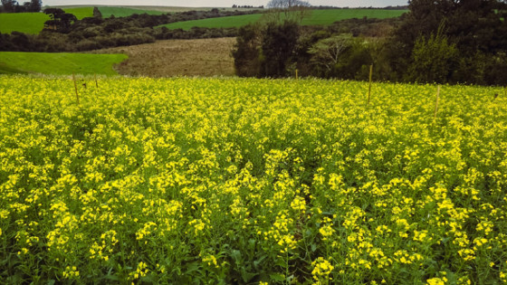 Ministério atualiza Zoneamento Agrícola para cultivo de canola no Brasil