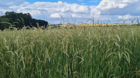 Cultivo de centeio no Brasil ganha zoneamento agrícola de risco climático