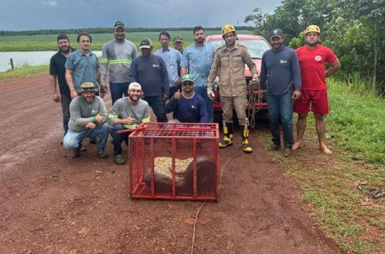 Sucuri de mais de 5 metros é capturada por bombeiros em fazenda de MT