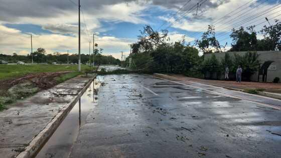 Avenida de VG é interditada após ventania derrubar árvores e postes na pista 