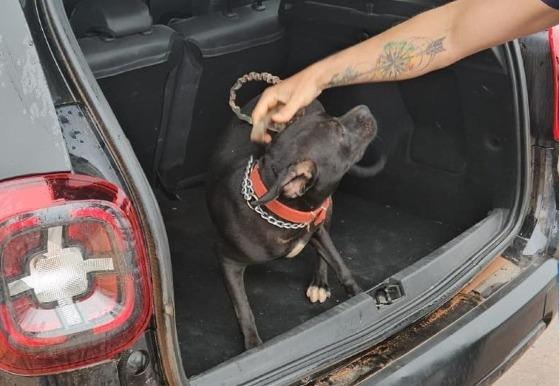 Homem é preso após cachorro ser encontrado amarrado em residência na chuva em VG