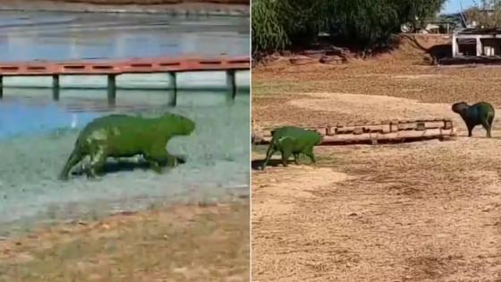 Capivaras tingidas de verde levantam alerta ambiental