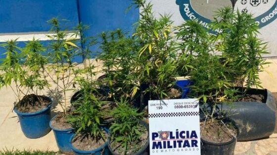 Homem é preso com 20 mudas de maconha no interior de MT.