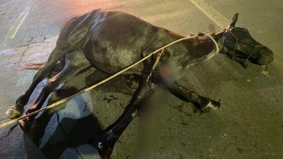 Égua é sacrificada após ser atropelada em avenida de VG e ter fratura exposta 