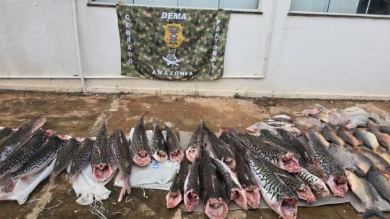 Polícia Civil apreende meia tonelada de pescado irregular e fecha comércio no Mercado do Porto