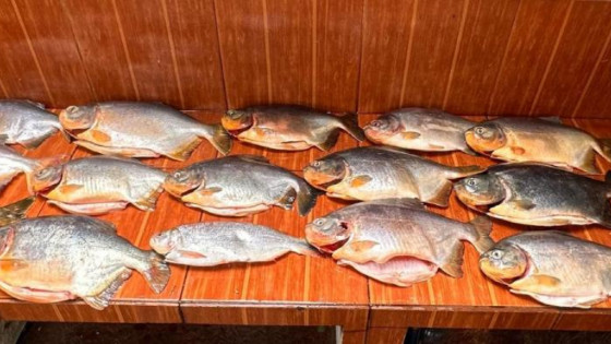 Sema apreendem  pacu e piraputanga pescado irregular e aplica multa de R$13,3 mil