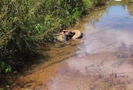 Sucuri mata cachorro na região do Jardim Novo Mundo em VG